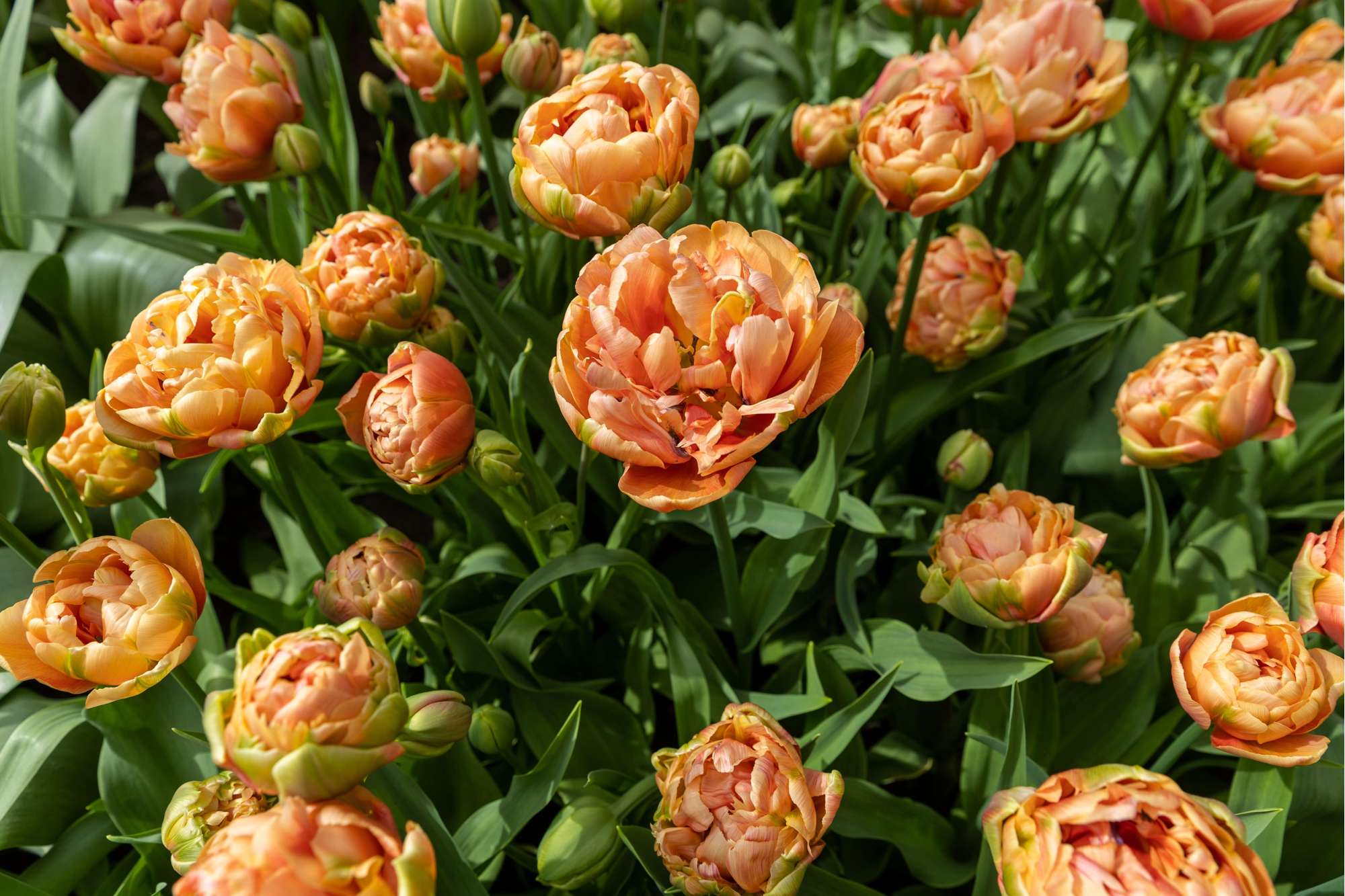 Tulpe 'Copper Image'